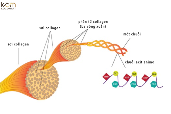 Collagen là gì?